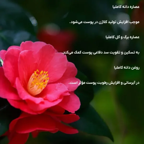 خواص عصاره کاملیا در سرم شیسیدو اولتیمون؛ افزایش کلاژن، تقویت سد دفاعی و آبرسانی پوست با عصاره گل و دانه کاملیا
